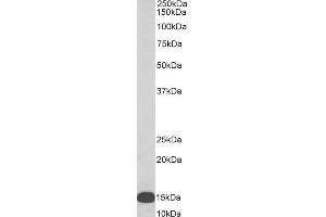 Image no. 1 for anti-Arachidonate 5-Lipoxygenase-Activating Protein (ALOX5AP) (Internal Region) antibody (Biotin) (ABIN5539680)