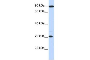Image no. 1 for anti-Homeobox B8 (HOXB8) (Middle Region) antibody (ABIN2774996)