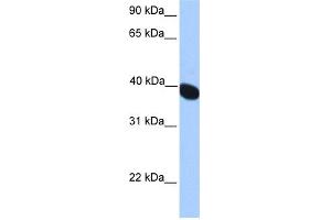 Image no. 1 for anti-Neuralized Homolog 2 (NEURL2) (N-Term) antibody (ABIN2784965)