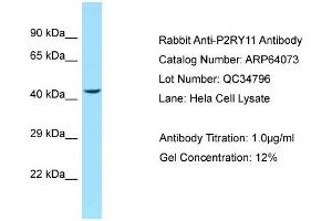 Image no. 2 for anti-Purinergic Receptor P2Y, G-Protein Coupled, 11 (P2RY11) (C-Term) antibody (ABIN2789721)