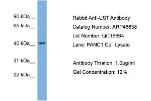 Image no. 1 for anti-Uronyl-2-Sulfotransferase (UST) (N-Term) antibody (ABIN2782689)