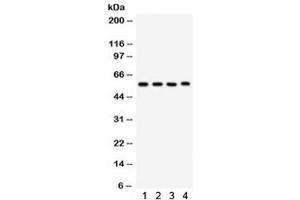 Image no. 3 for anti-Cytochrome P450, Family 1, Subfamily A, Polypeptide 1 (CYP1A1) (AA 183-320) antibody (ABIN4950722)