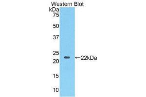 Image no. 1 for anti-Toll-Like Receptor 3 (TLR3) (AA 533-705) antibody (ABIN1860770)