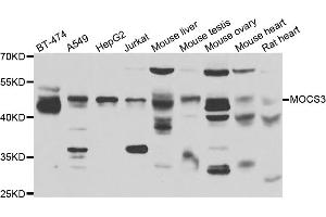 Image no. 1 for anti-Molybdenum Cofactor Synthesis 3 (MOCS3) antibody (ABIN6567951)