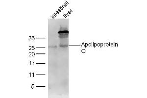Image no. 1 for anti-Apolipoprotein O (APOO) (AA 101-198) antibody (ABIN1714107)