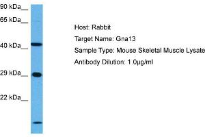 Image no. 1 for anti-Guanine Nucleotide Binding Protein (G Protein), alpha 13 (GNA13) (N-Term) antibody (ABIN2790407)