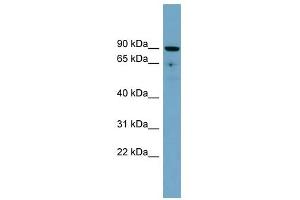 Image no. 1 for anti-Solute Carrier Family 26, Member 9 (Slc26a9) (Middle Region) antibody (ABIN634992)