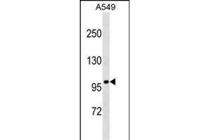 FANCB Antibody (Center) (ABIN1538358 and ABIN2849546) western blot analysis in A549 cell line lysates (35 μg/lane).