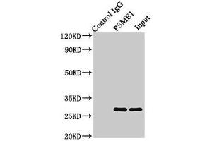 Immunoprecipitating PSME1 in Jurkat whole cell lysate Lane 1: Rabbit control IgG (1 μg) instead of ABIN7164913 in Jurkat whole cell lysate.