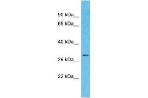 Image no. 1 for anti-Olfactory Receptor, Family 4, Subfamily A, Member 16 (OR4A16) (C-Term) antibody (ABIN2791731)