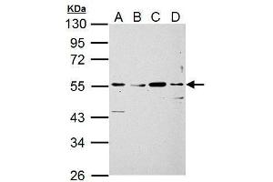 Image no. 1 for anti-Sialic Acid Binding Ig-Like Lectin 7 (SIGLEC7) (Center) antibody (ABIN2856478)