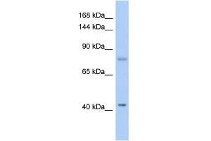 WB Suggested Anti-SH2D3C Antibody Titration: 0.