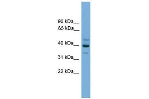 Image no. 1 for anti-BCL2/adenovirus E1B 19kD Interacting Protein Like (BNIPL) (Middle Region) antibody (ABIN928647)