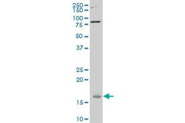 RPS23 antibody  (AA 44-143)