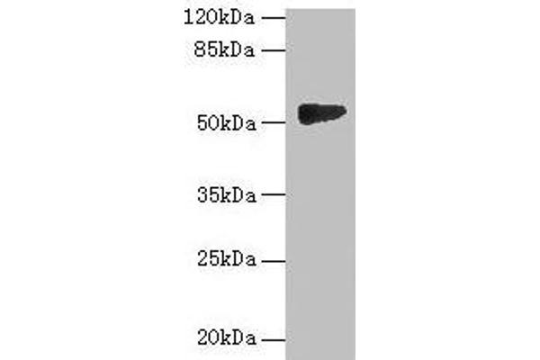GTDC1 Antikörper  (AA 1-292)