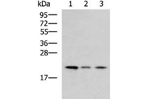 Western blot analysis of Jurkat cell Mouse kidney tissue HepG2 cell lysates using MRPL22 Polyclonal Antibody at dilution of 1:800
