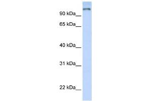 Image no. 1 for anti-Poly (ADP-Ribose) Polymerase Family, Member 9 (PARP9) (N-Term) antibody (ABIN2778121)