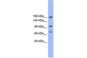 anti-ADAM Metallopeptidase with Thrombospondin Type 1 Motif, 19 (ADAMTS19) (N-Term) antibody