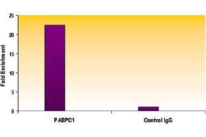 Image no. 4 for anti-H2A Histone Family, Member Z (H2AFZ) (C-Term) antibody (ABIN6971773)