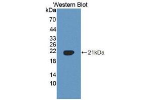 Image no. 1 for anti-phospholipid Scramblase 3 (PLSCR3) (AA 99-253) antibody (ABIN5014119)