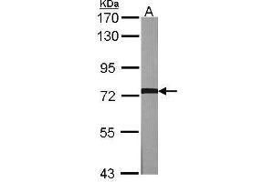 Image no. 1 for anti-Adrenergic, Beta, Receptor Kinase 1 (ADRBK1) (C-Term) antibody (ABIN2855125)
