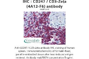 Image no. 2 for anti-CD247 Molecule (CD247) (AA 1-165), (full length) antibody (ABIN1723823)