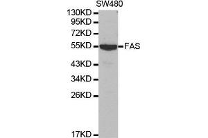Image no. 3 for anti-TNF Receptor Superfamily, Member 6 (FAS) antibody (ABIN3020739)