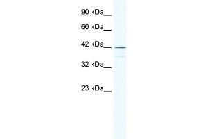 Image no. 1 for anti-SRY (Sex Determining Region Y)-Box 3 (SOX3) (N-Term) antibody (ABIN2777860)