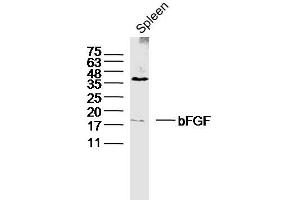Image no. 7 for anti-Fibroblast Growth Factor 2 (Basic) (FGF2) (AA 143-250) antibody (ABIN726425)