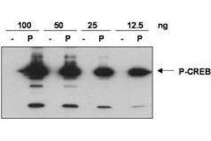 Image no. 1 for anti-cAMP Responsive Element Binding Protein 1 (CREB1) (AA 122-147), (pSer133) antibody (ABIN97863)