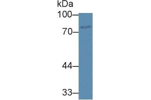 Image no. 1 for anti-ATP-Binding Cassette, Sub-Family B (MDR/TAP), Member 8 (ABCB8) (AA 472-735) antibody (ABIN5013189)