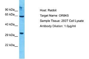 OR8K5 antibody  (C-Term)