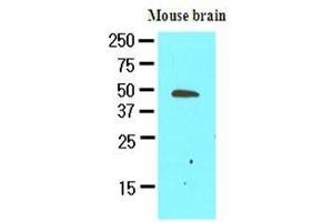 Image no. 1 for anti-Growth Arrest-Specific 7 (GAS7) (AA 1-416) antibody (ABIN933036)