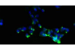 NDFIP1 anticorps  (AA 2-116)
