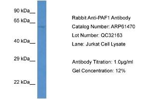 Image no. 1 for anti-Paf1, RNA Polymerase II Associated Factor, Homolog (PAF1) (C-Term) antibody (ABIN2788814)