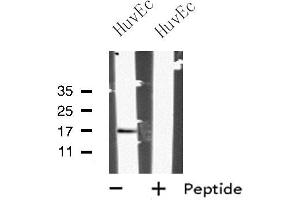 Image no. 1 for anti-Mitochondrial Ribosomal Protein L27 (MRPL27) (Internal Region) antibody (ABIN6263365)
