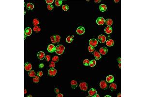 Immunofluorescence (IF) image for anti-MHC Class II HLA-DP/DQ/DR (HLA-DP/DQ/DR) antibody (ABIN6941388)