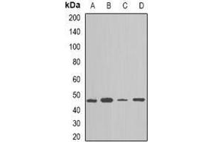 Image no. 2 for anti-Nucleosome Assembly Protein 1-Like 1 (NAP1L1) (full length) antibody (ABIN6005038)