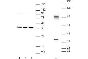 CXXC4 antibody  (N-Term)