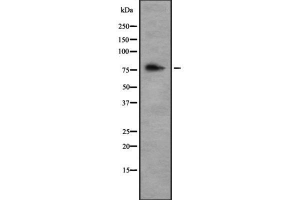anti-TGF-beta Activated Kinase 1/MAP3K7 Binding Protein 3 (TAB3) (Internal Region) antibody