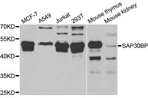 Image no. 1 for anti-SAP30 Binding Protein (SAP30BP) antibody (ABIN6570462)
