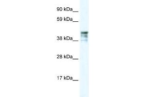 Image no. 2 for anti-Keratin 15 (KRT15) (C-Term) antibody (ABIN2792088)