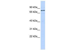 Image no. 1 for anti-WW Domain Binding Protein 11 (WBP11) (N-Term) antibody (ABIN630981)