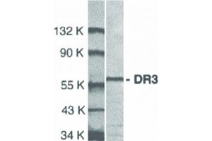 DR3/LARD anticorps  (Extracellular Domain)