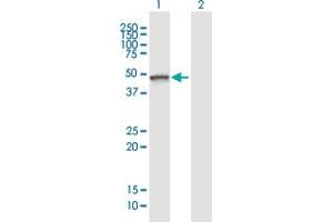 Image no. 1 for anti-Transducin-Like Enhancer of Split 6 (TLE6) (AA 1-449) antibody (ABIN2752462)