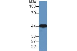 Image no. 5 for anti-Creatine Kinase, Muscle (CKM) (AA 11-367) antibody (ABIN1172305)