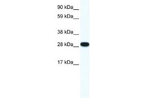 Image no. 3 for anti-ZFP36 Ring Finger Protein-Like 1 (ZFP36L1) (N-Term) antibody (ABIN2777899)