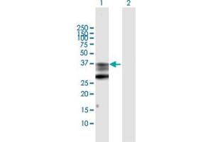 Image no. 2 for anti-Prostaglandin E Synthase 2 (PTGES2) (AA 1-377) antibody (ABIN529190)
