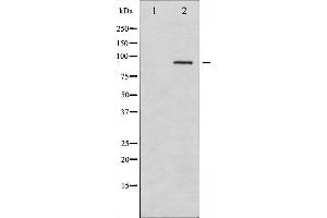 Image no. 8 for anti-Spleen tyrosine Kinase (SYK) (pTyr323) antibody (ABIN6256708)