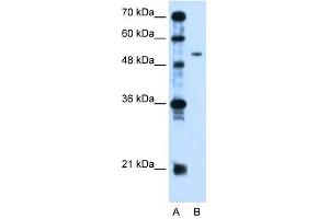 anti-Pregnancy Specific beta-1-Glycoprotein 1 (PSG1) (N-Term) antibody